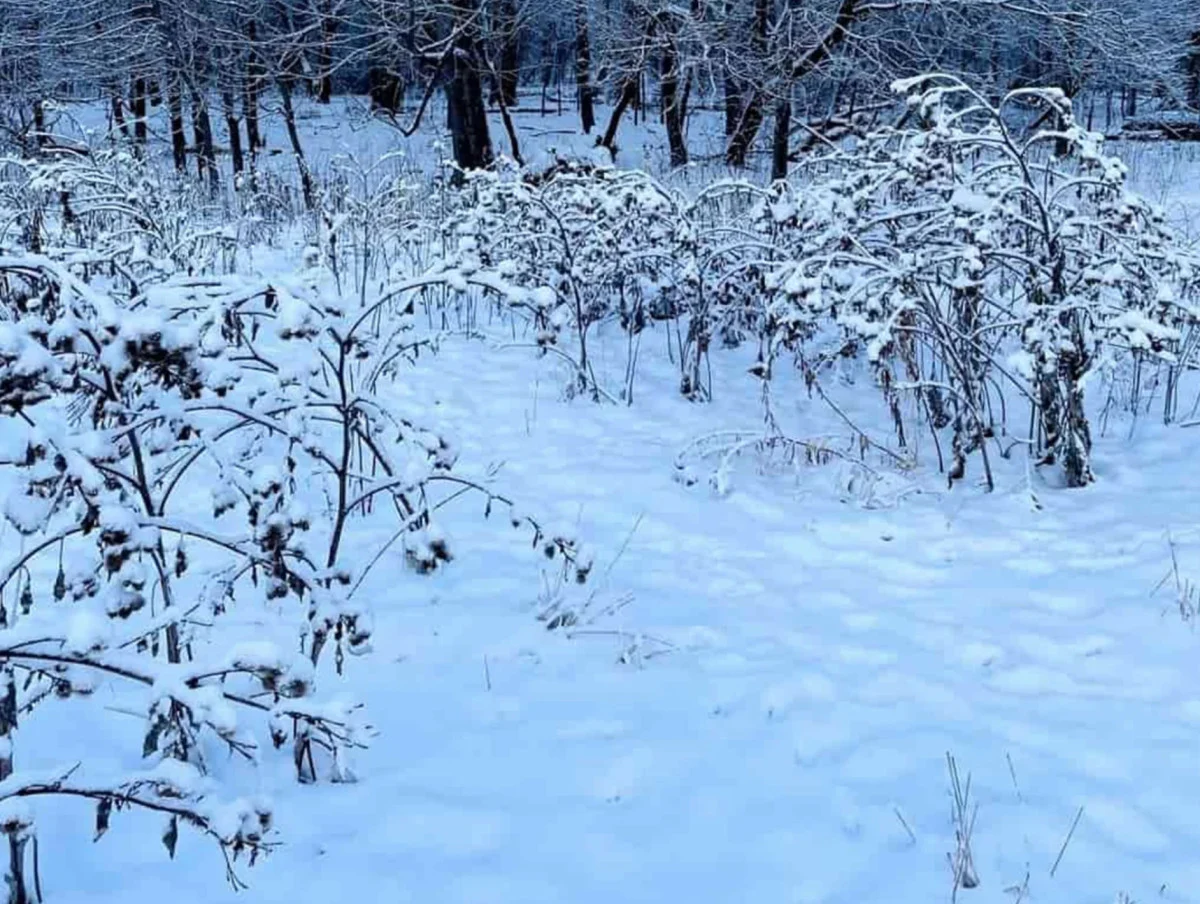 Resimdeki köpeği bulabilecek misiniz? Bulanların IQ’su en az 130!