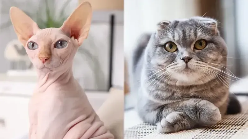 Bu cins kedilerin sahiplenilmesi artık yasak: 1 Ocak 2026’da başlıyor!