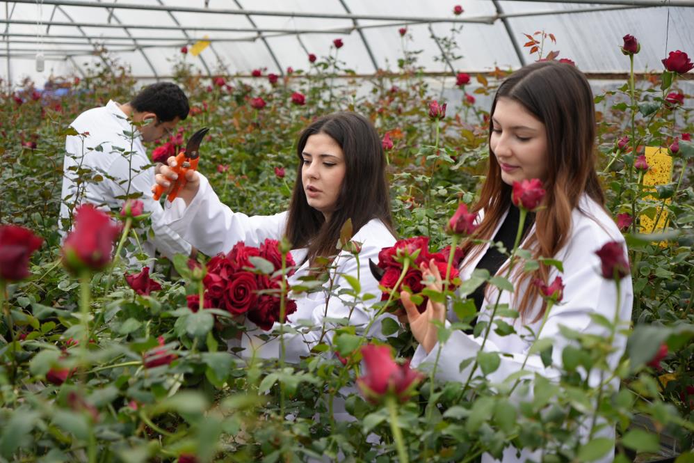 OMÜ'de hamsi atıklarıyla gül yetiştirildi