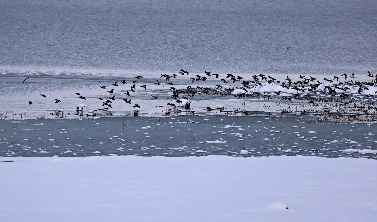 Samsun'da Ladik Gölü'nün yüzeyi kısmen dondu