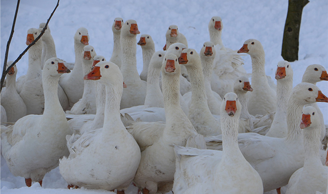 Samsun’da Ebru öğretmen hayallerini gerçekleştirmek için köye yerleşti
