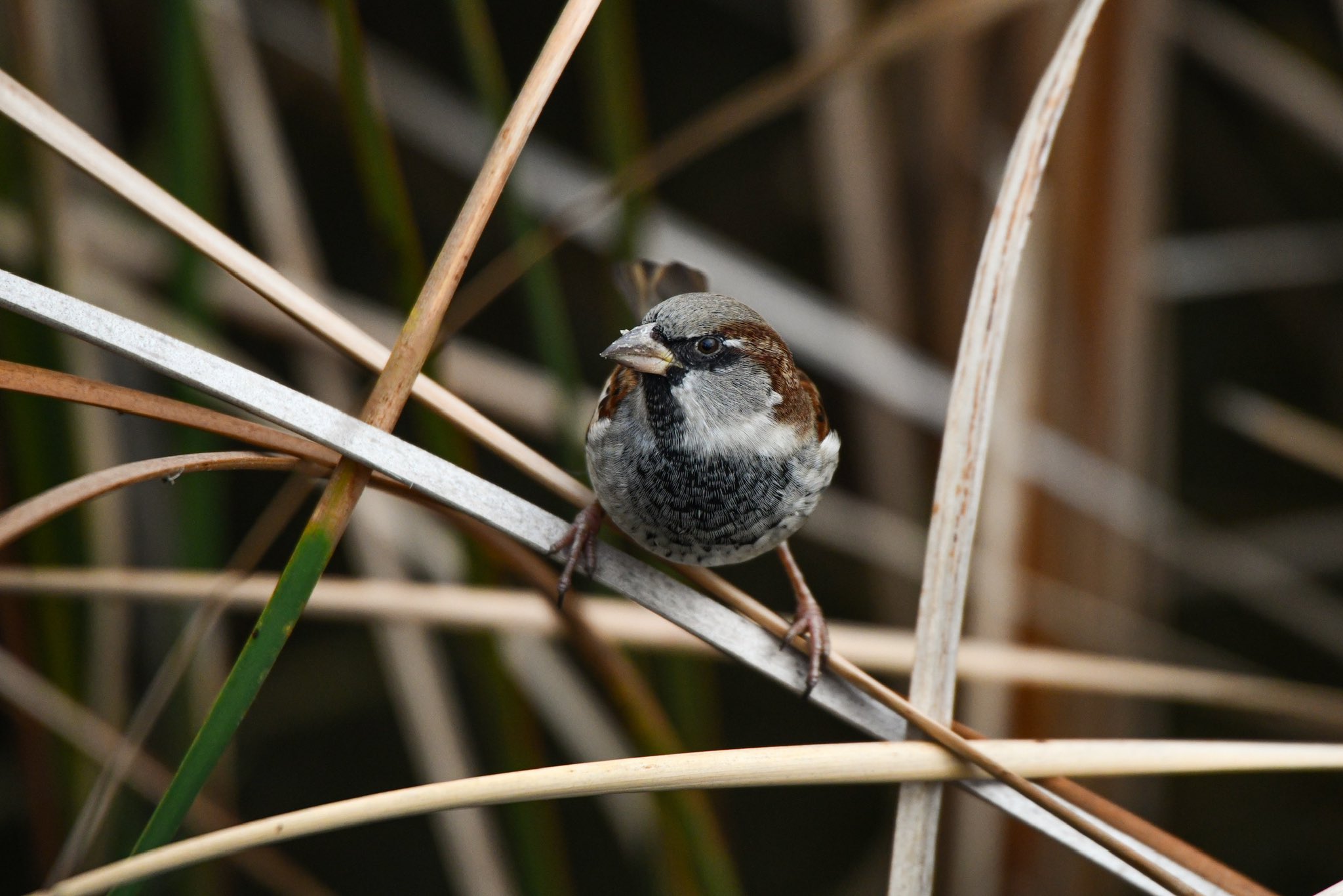 Kızılırmak Deltası'nda sanat eserini andıran manzaralar