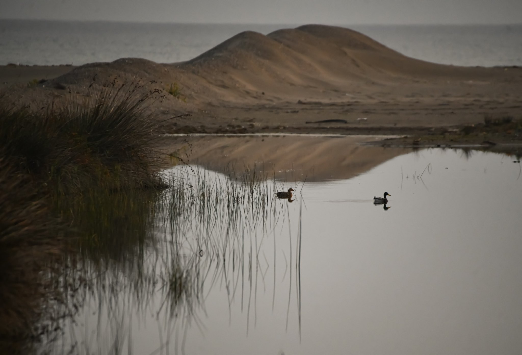 Kızılırmak Deltası'nda sanat eserini andıran manzaralar
