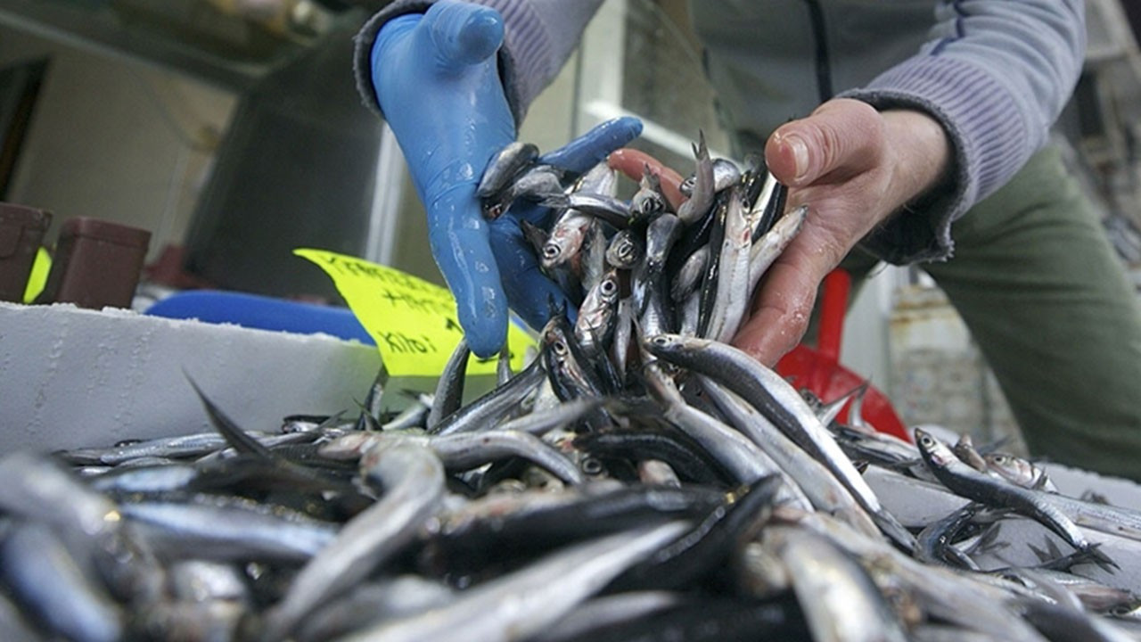 Samsun tezgahlarında balık bereketi