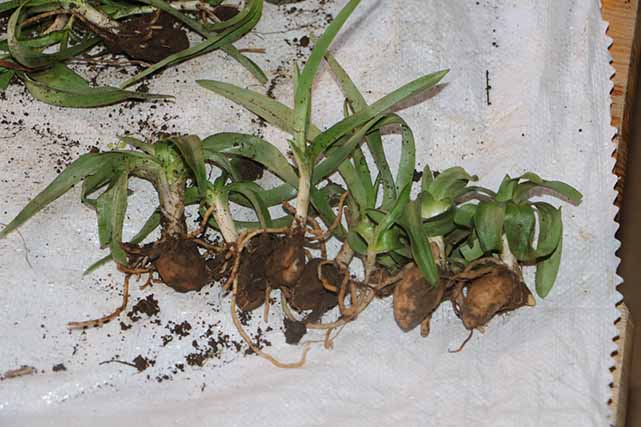 Samsun salep üretiminde lider