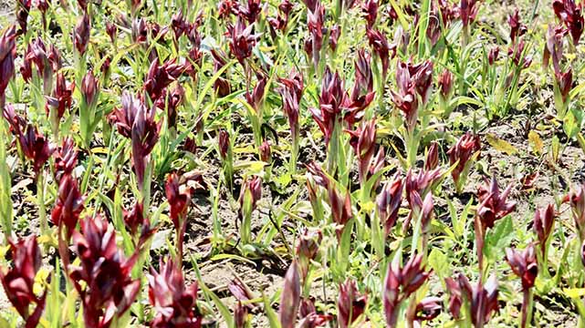 Samsun salep üretiminde lider