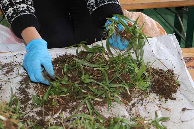 Samsun salep üretiminde lider