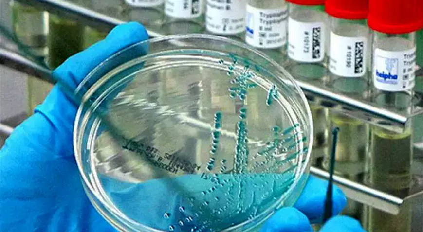 Yeni pandemi kapıda: Kuş gribi mutasyon geçiriyor!