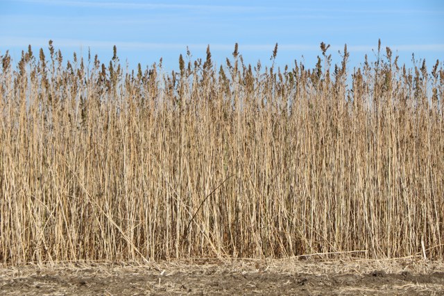 Samsun'da yetişen endüstriyel kenevir müptelaların beklentisini karşılamıyor