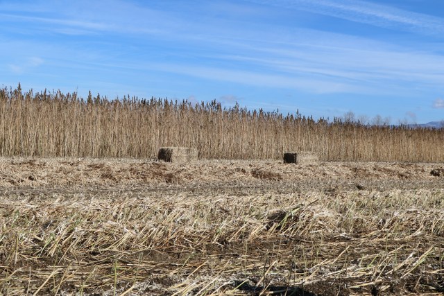 Samsun'da yetişen endüstriyel kenevir müptelaların beklentisini karşılamıyor
