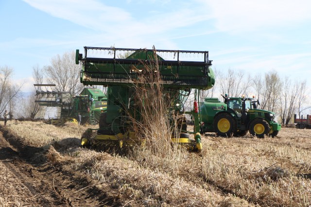 Samsun'da yetişen endüstriyel kenevir müptelaların beklentisini karşılamıyor