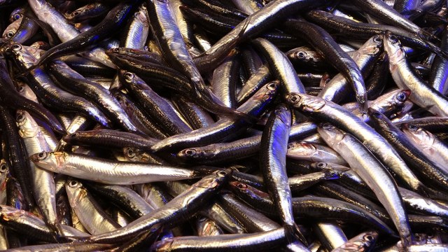 Fırtına balıkçıları vurdu! Hamsinin fiyatı 2 katına çıktı