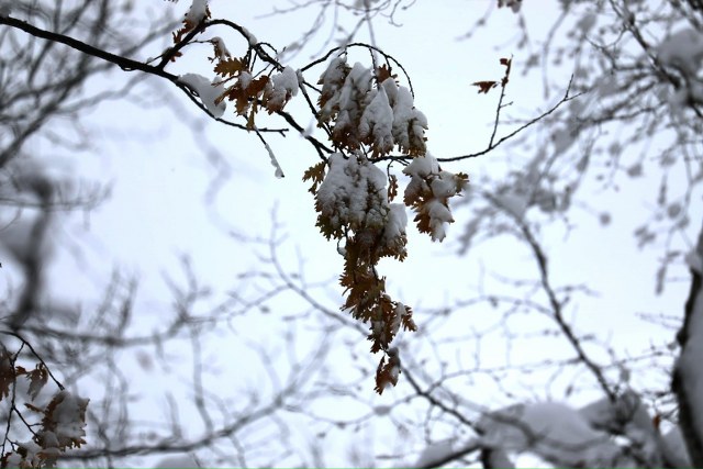 Samsun'a kar yağdı! Kartpostallık manzaralar oluştu