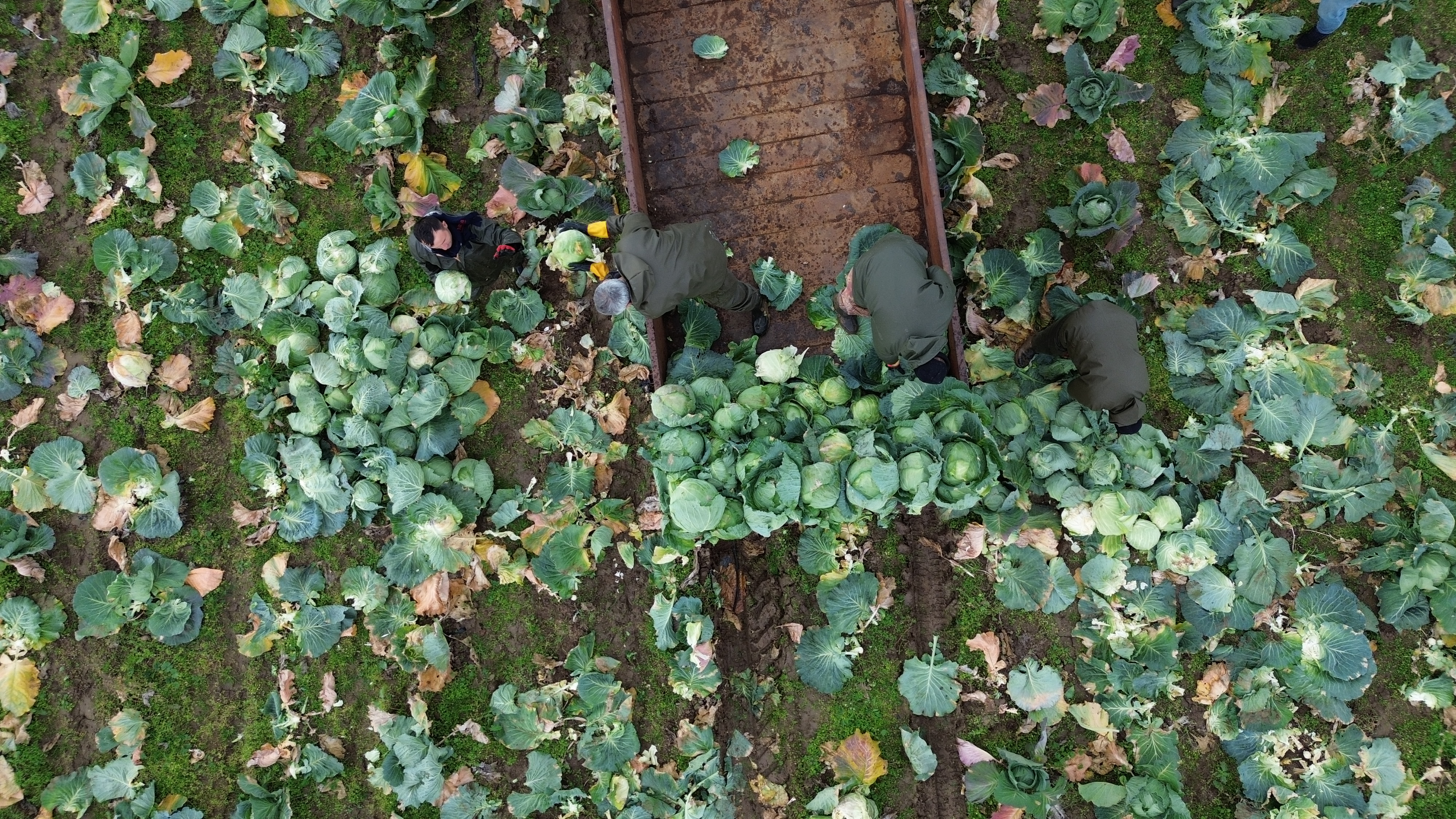 Bafra Ovası'nda sel nedeniyle beyaz lahana üretiminde düşüş