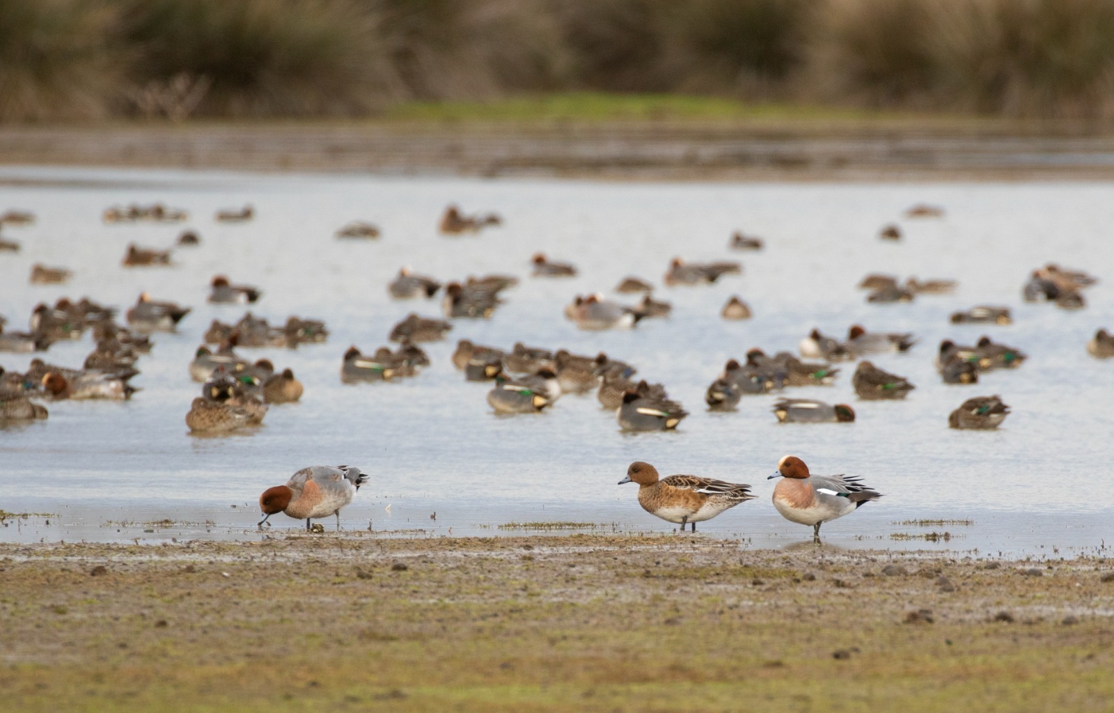 OMÜ’den Türkiye’nin en uzun süreli kuş izleme çalışması: 71 türden 98 bin kuş 
