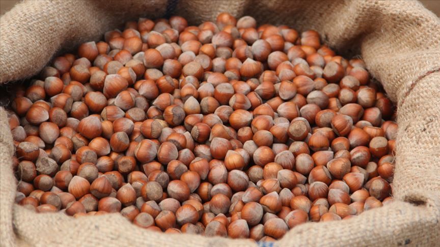 Ferrero ve Fiskobirlik fındık fiyatları açıklandı! Üreticiler isyanda