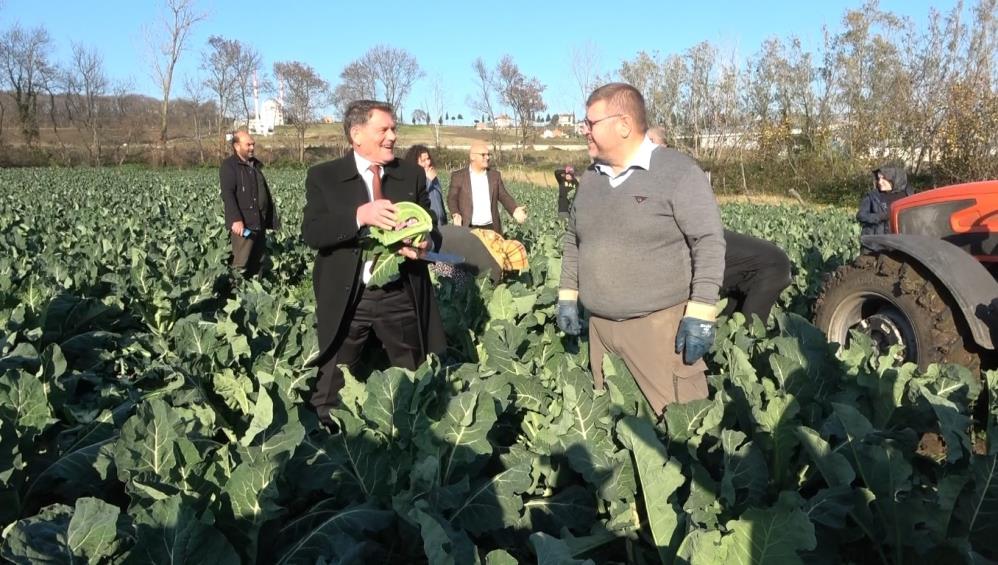 Samsun'da renkli karnabahar hasadı başladı