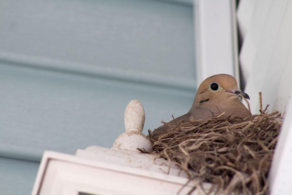 Balkona kuşlar neden yuva yapıyor? Anlamı meğer buymuş!