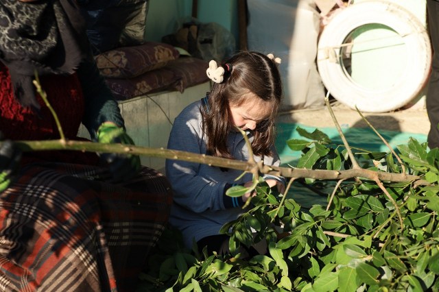 Samsun Alaçam'da defne yaprağı kadınlara kazanç kapısı oldu