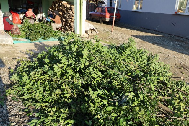 Samsun Alaçam'da defne yaprağı kadınlara kazanç kapısı oldu