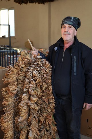 Samsun'da tütün üreticisi isyan etti! 'Maliyetleri arttı, fiyatlar en az 450 TL olmalı'