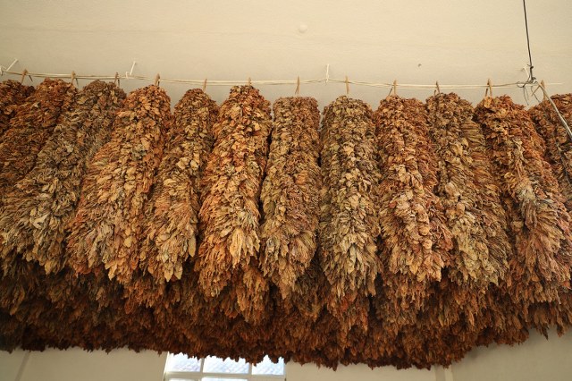 Samsun'da tütün üreticisi isyan etti! 'Maliyetleri arttı, fiyatlar en az 450 TL olmalı'