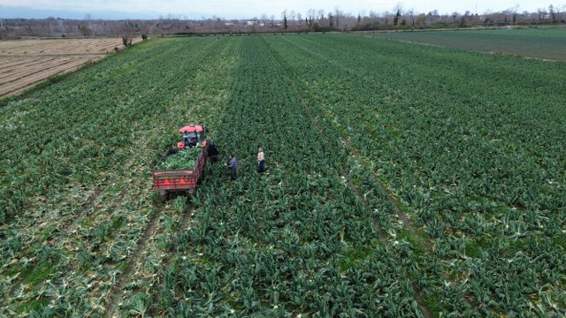 Samsun'da karnabahar fiyatları el yakıyor! Vatandaş almakta zorlanıyor