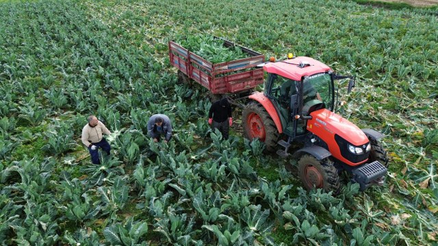 Samsun'da karnabahar fiyatları el yakıyor! Vatandaş almakta zorlanıyor