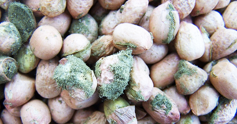 Türk ihracatında skandal: Antep fıstığı ve incirde kanserojen madde tespiti!