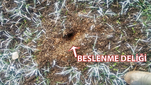 Samsun'da tarla fareleri tarım alanlarına zarar veriyor