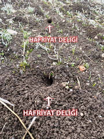 Samsun'da tarla fareleri tarım alanlarına zarar veriyor