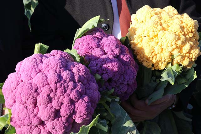 Samsun'da sebze üretimi rekor kırdı