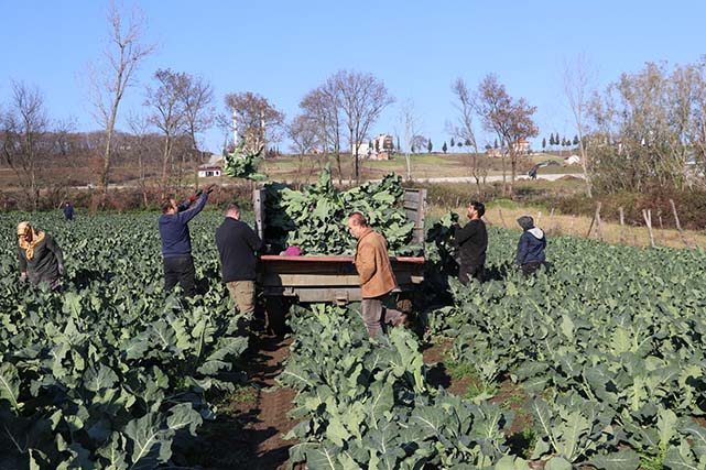 Samsun'da sebze üretimi rekor kırdı