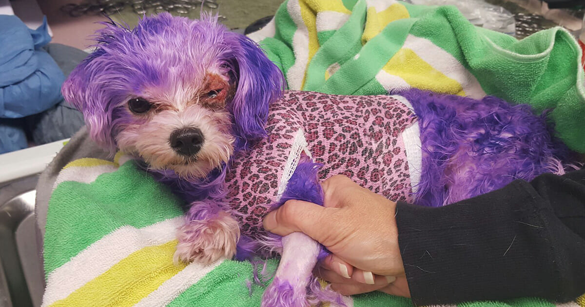 Köpekleri boyama çılgınlığı büyüyor! Güzellik mi, sağlık riski mi?