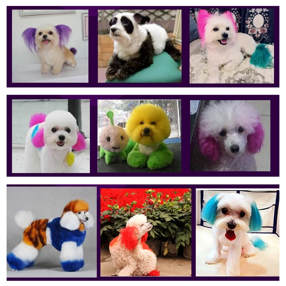 Köpekleri boyama çılgınlığı büyüyor! Güzellik mi, sağlık riski mi?