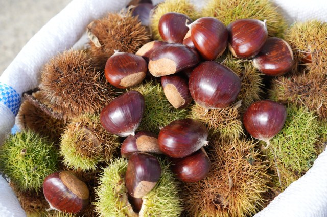 Samsun OMÜ'den garantili kestane üretimi yöntemi