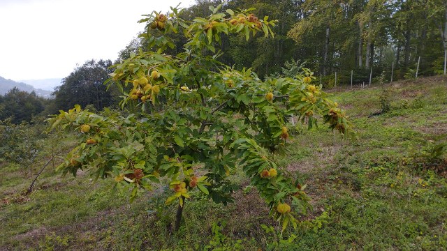 Samsun OMÜ'den garantili kestane üretimi yöntemi