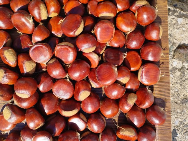 Samsun OMÜ'den garantili kestane üretimi yöntemi