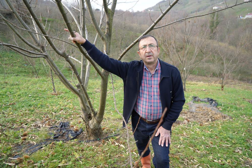 Samsun'da 500 bitkiden sadece 35'i sağlam kaldı