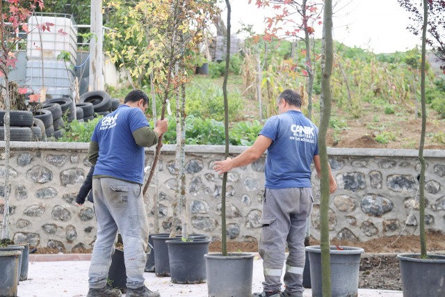Canik'te sıfır atık başarısı 33 bin 668 ağaç kurtarıldı