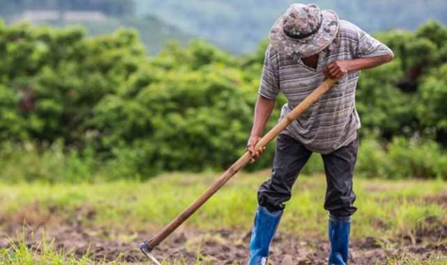 Çiftçilere destek ödemeleri bugün hesaplarda