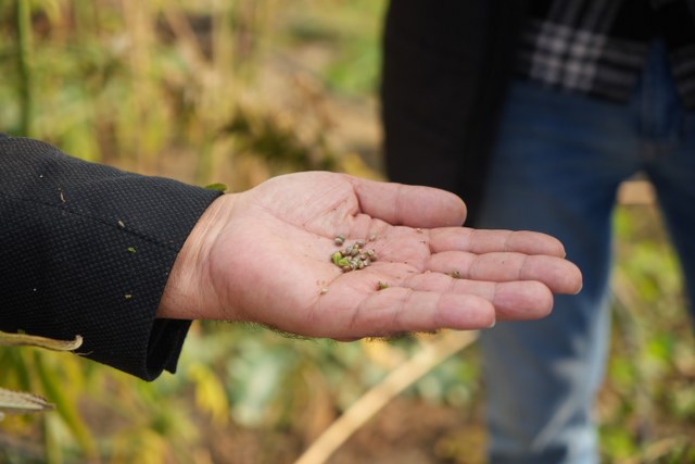 Samsun OMÜ'den Türkiye'nin 3. çeşit keneviri