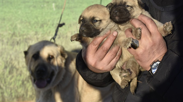 Kangal köpeği sevdasını 'safkan' üretim çiftliğine dönüştürdü
