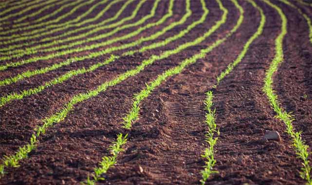 Tarım sektöründe ihracat rekoru kırıldı
