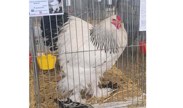 Samsun'da polisin yetiştirdiği horoz Türkiye şampiyonu oldu