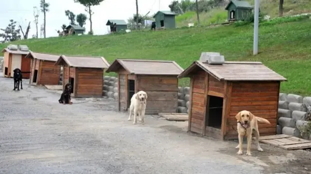 Kışın çetin soğuğunda sokak hayvanları için ne yapılmalı? İşte 9 yöntem
