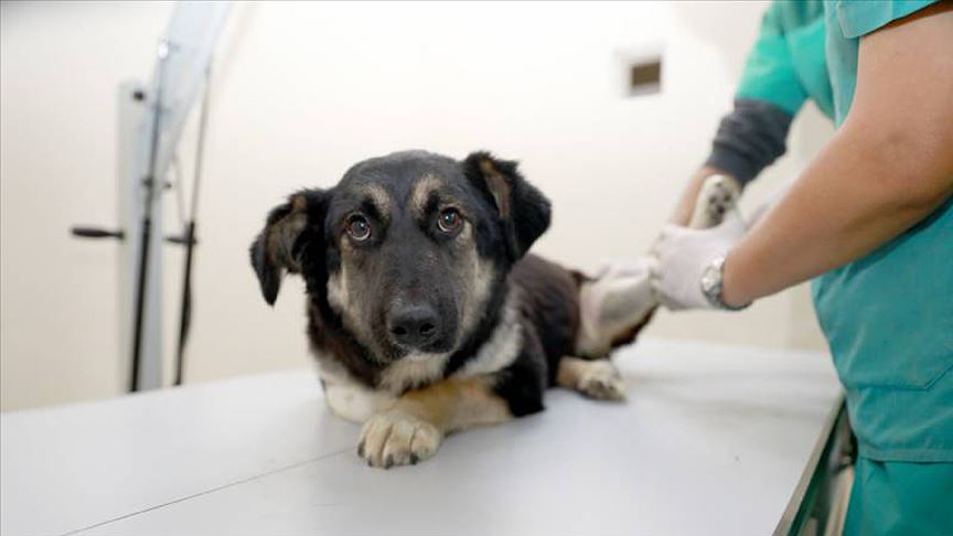 Kışın çetin soğuğunda sokak hayvanları için ne yapılmalı? İşte 9 yöntem