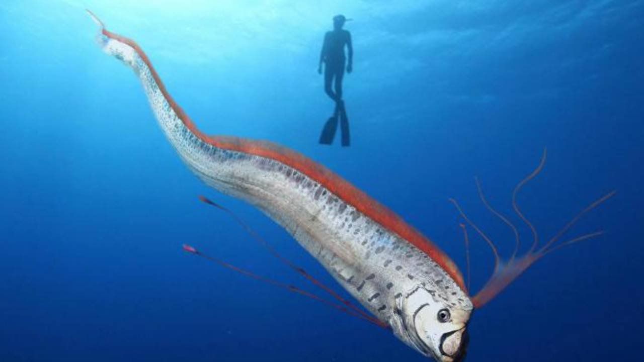 Kartalkaya'daki yangın ve kıyamet balığı: Felaketler zinciri devam ediyor mu?