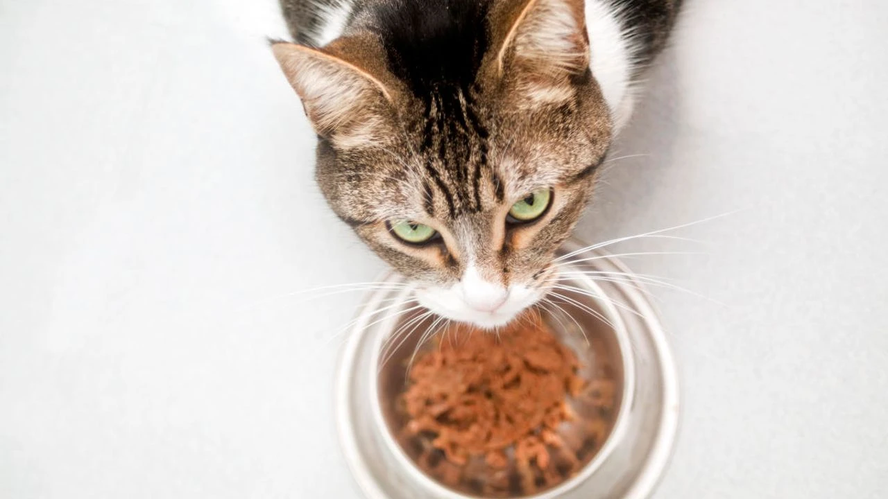 Evcil hayvan mamalarında kuş gribi alarmı: Mamalar tehditte!