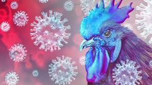 Evcil hayvan mamalarında kuş gribi alarmı: Mamalar tehditte!